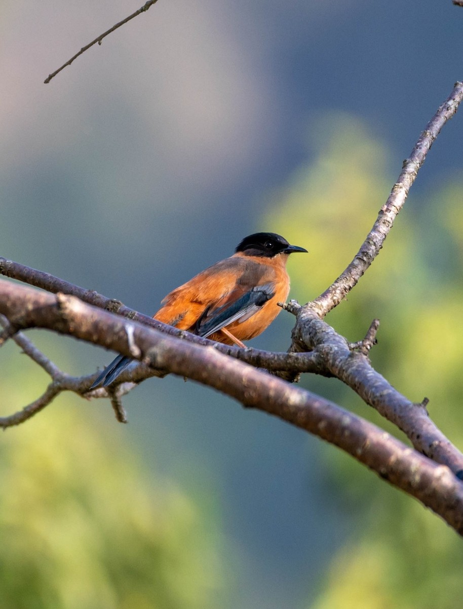 Rufous Sibia - Sunitha Roshan