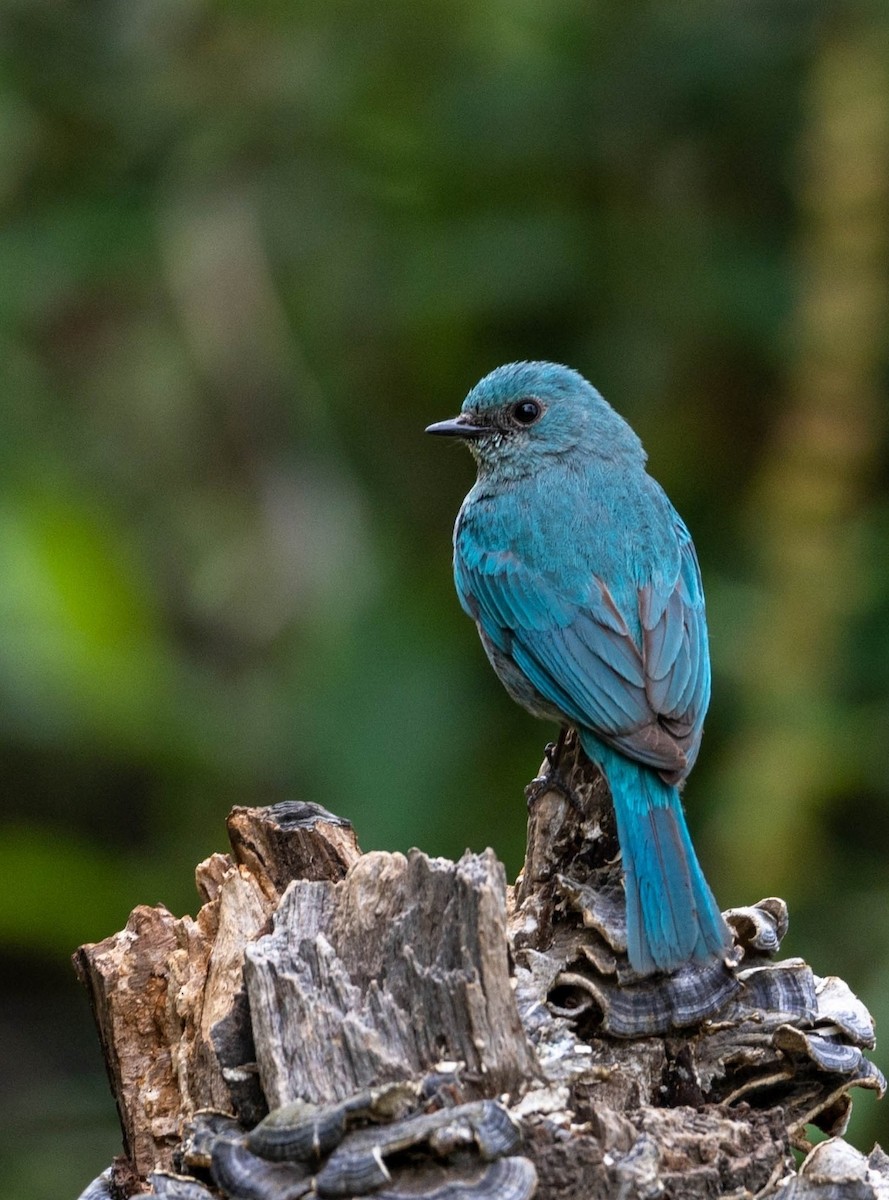 Verditer Flycatcher - Sunitha Roshan