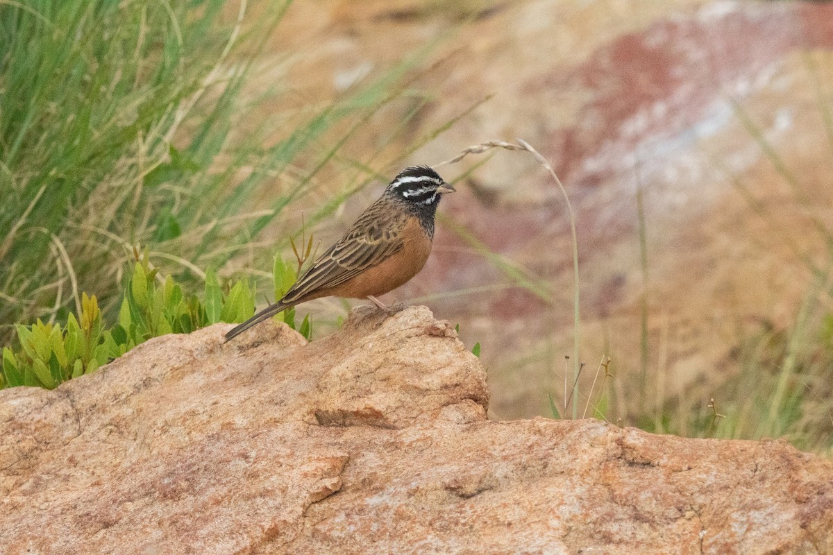 Cinnamon-breasted Bunting - ML611933426
