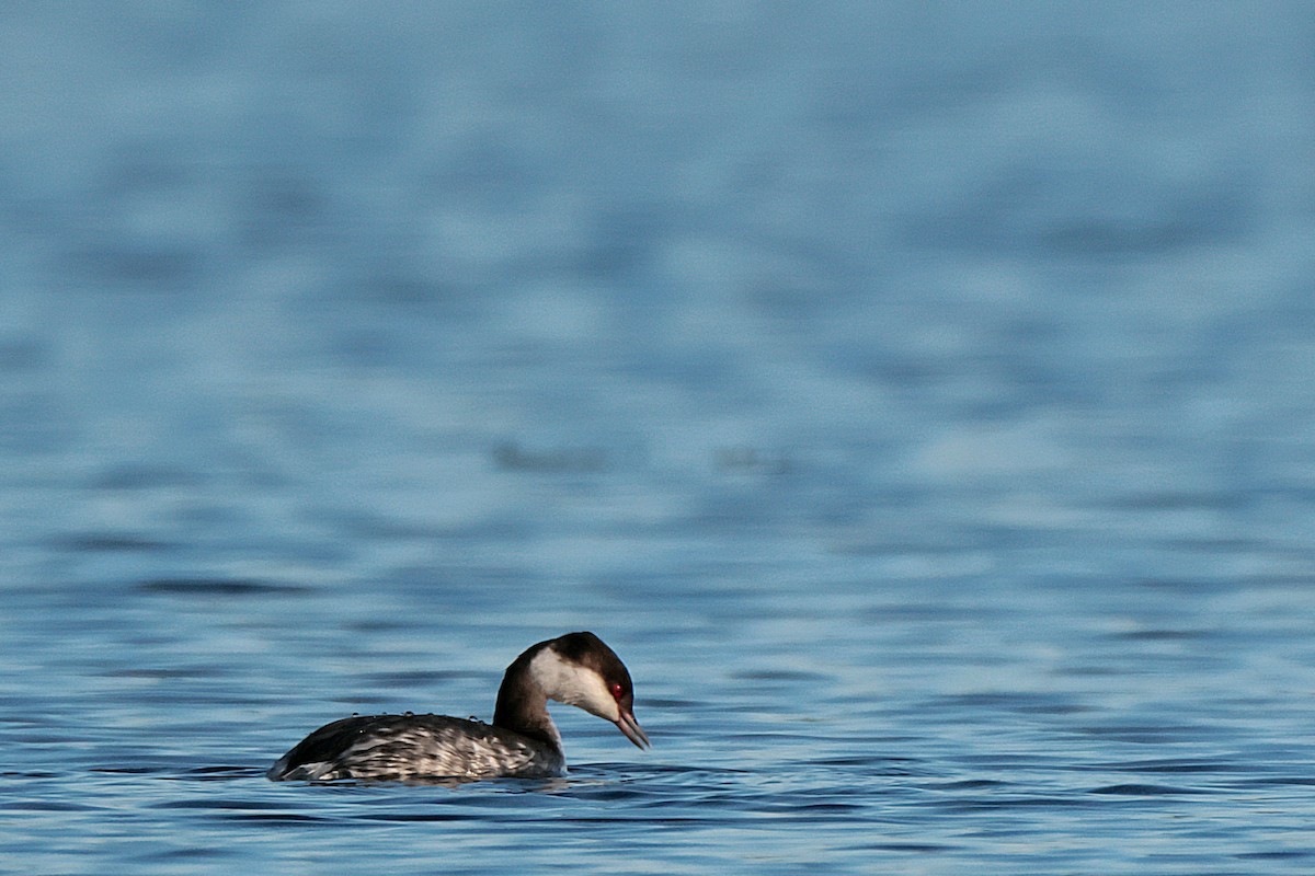 Horned Grebe - ML611933462