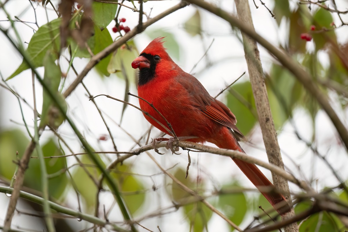 Northern Cardinal - ML611933493