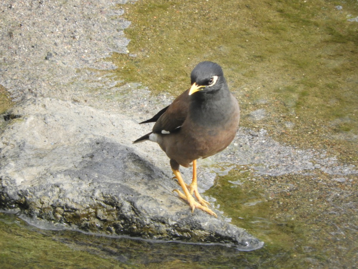 Common Myna - Charles Silveira