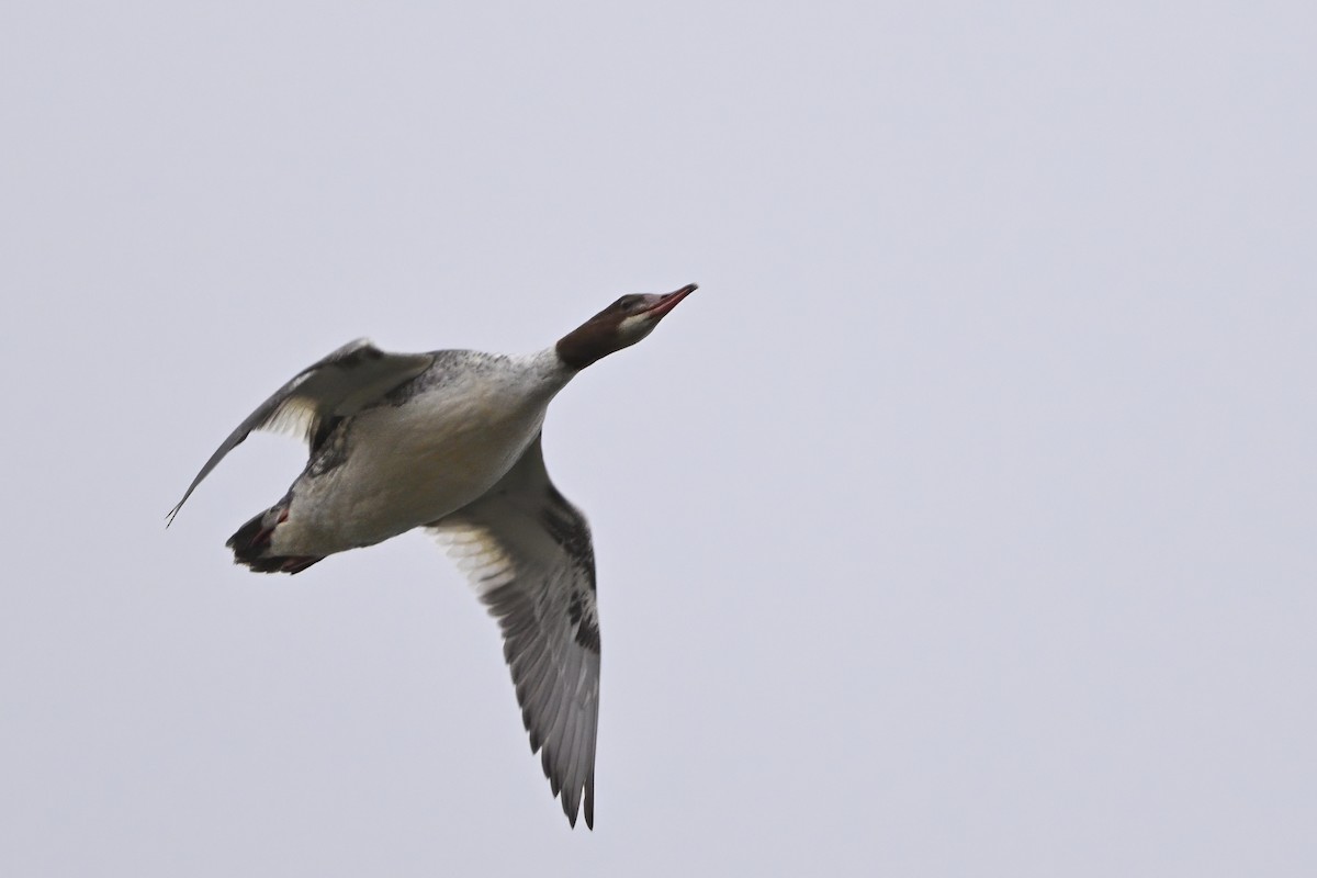 Common Merganser (North American) - Vern Wilkins 🦉