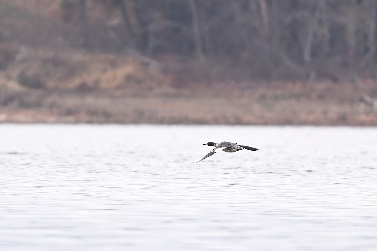 Common Merganser (North American) - ML611933722