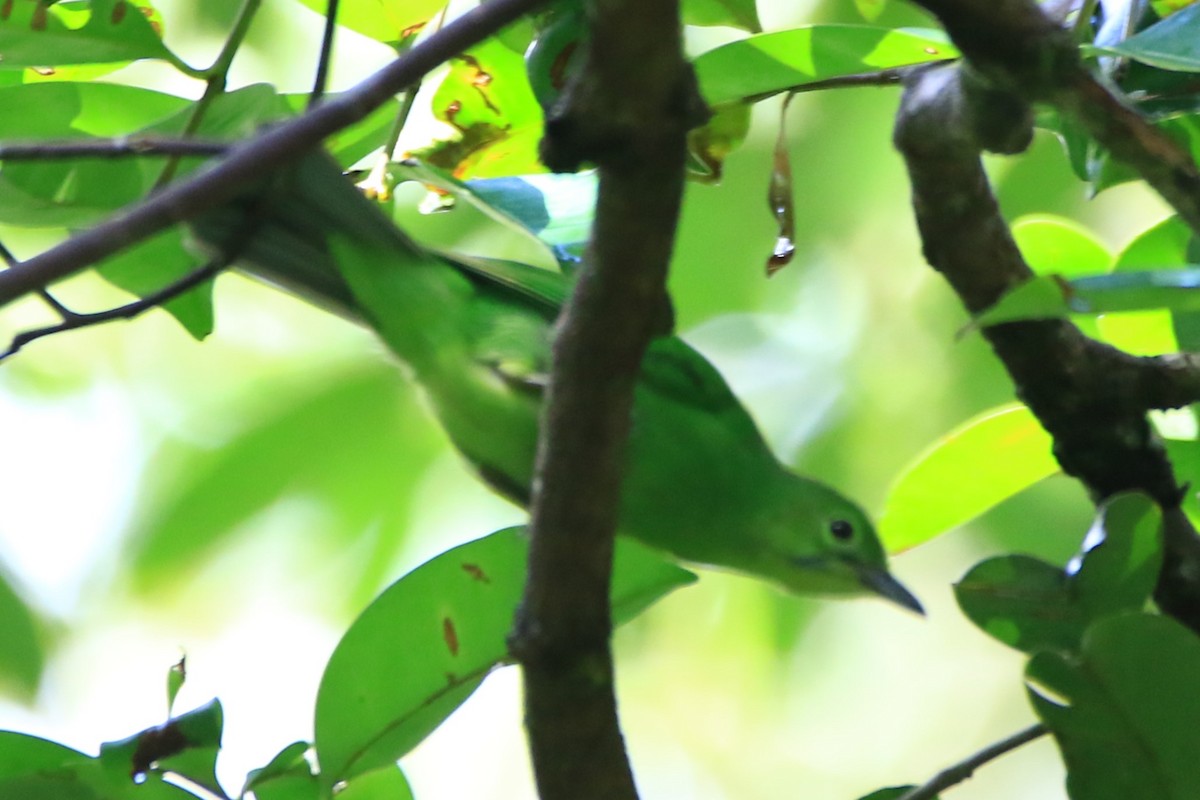 Greater Green Leafbird - ML611933730