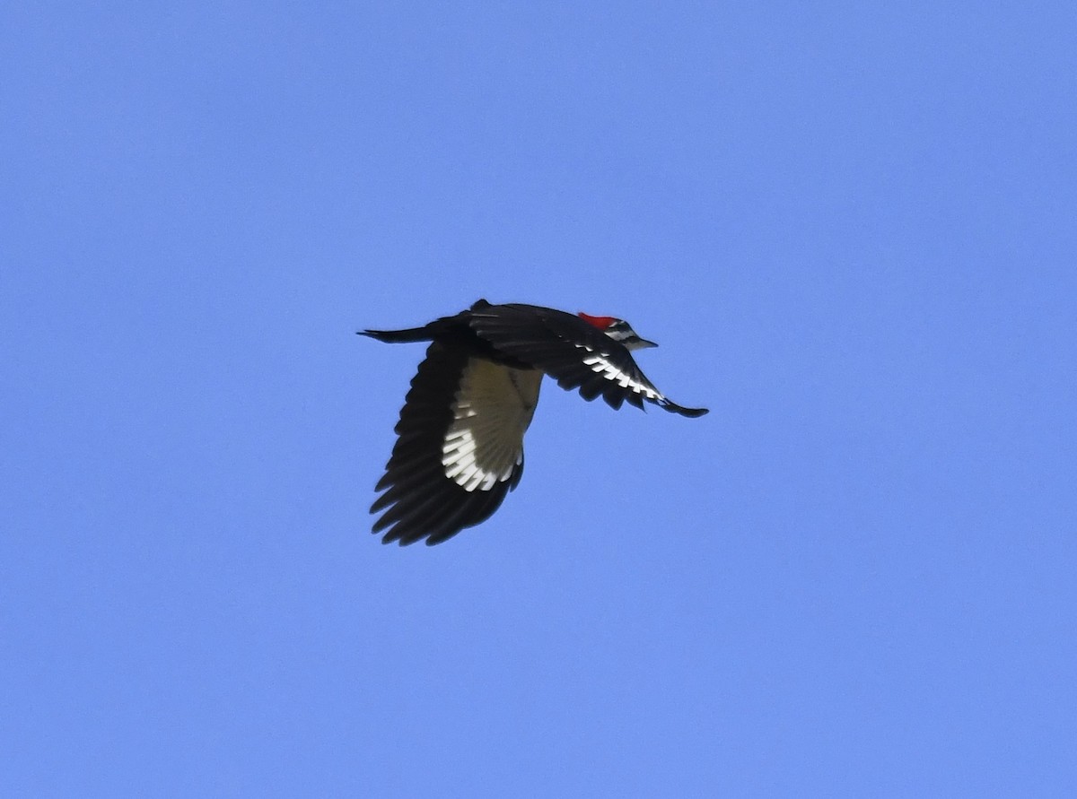 Pileated Woodpecker - ML611933793