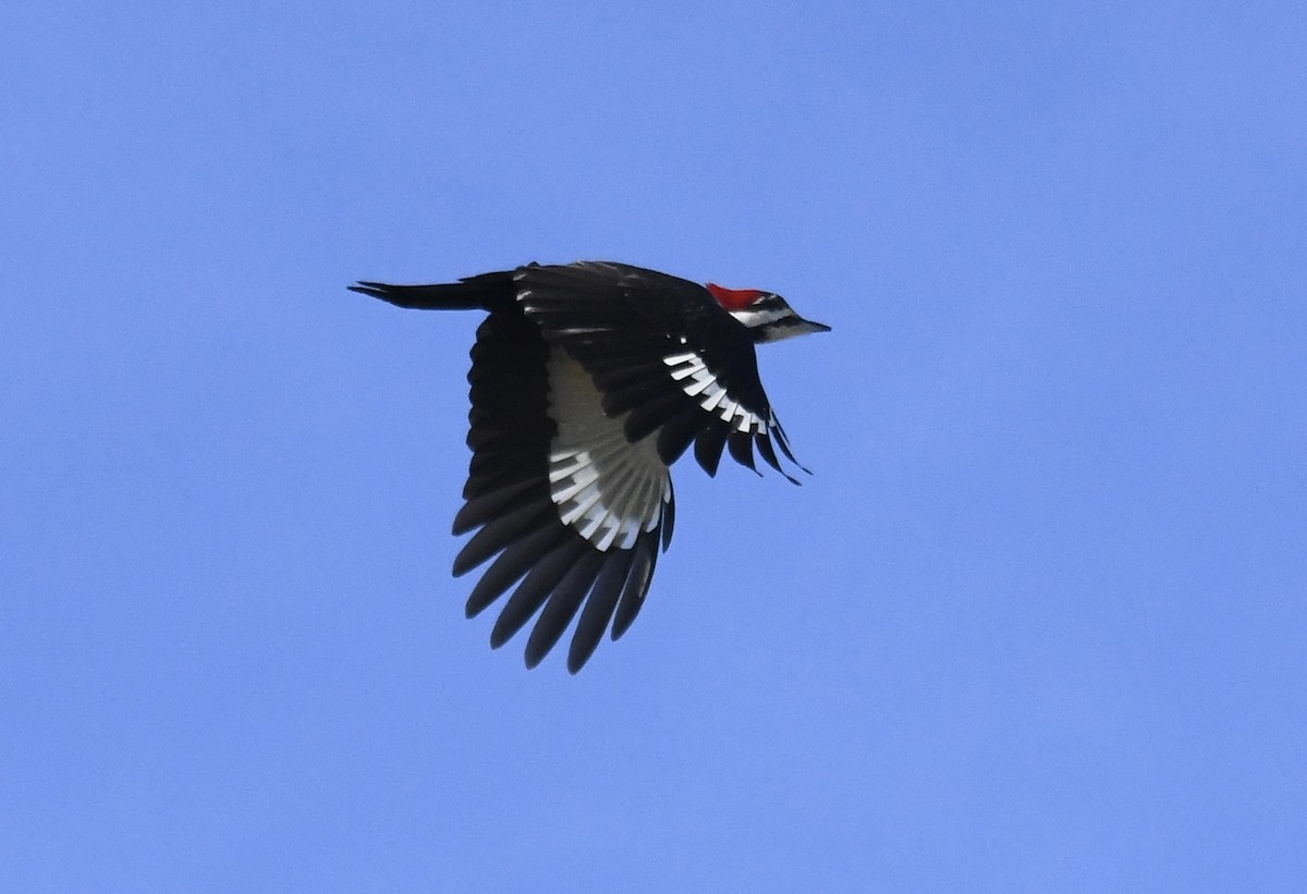 Pileated Woodpecker - ML611933794