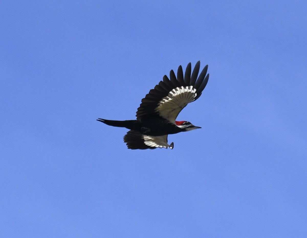 Pileated Woodpecker - ML611933796