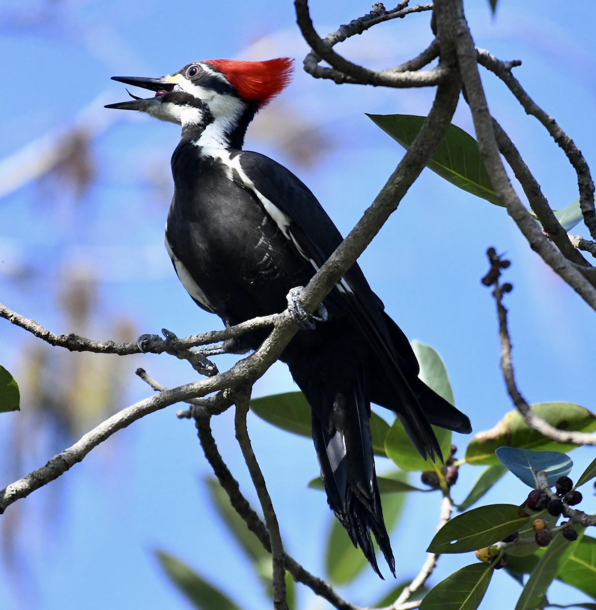 Pileated Woodpecker - ML611933797