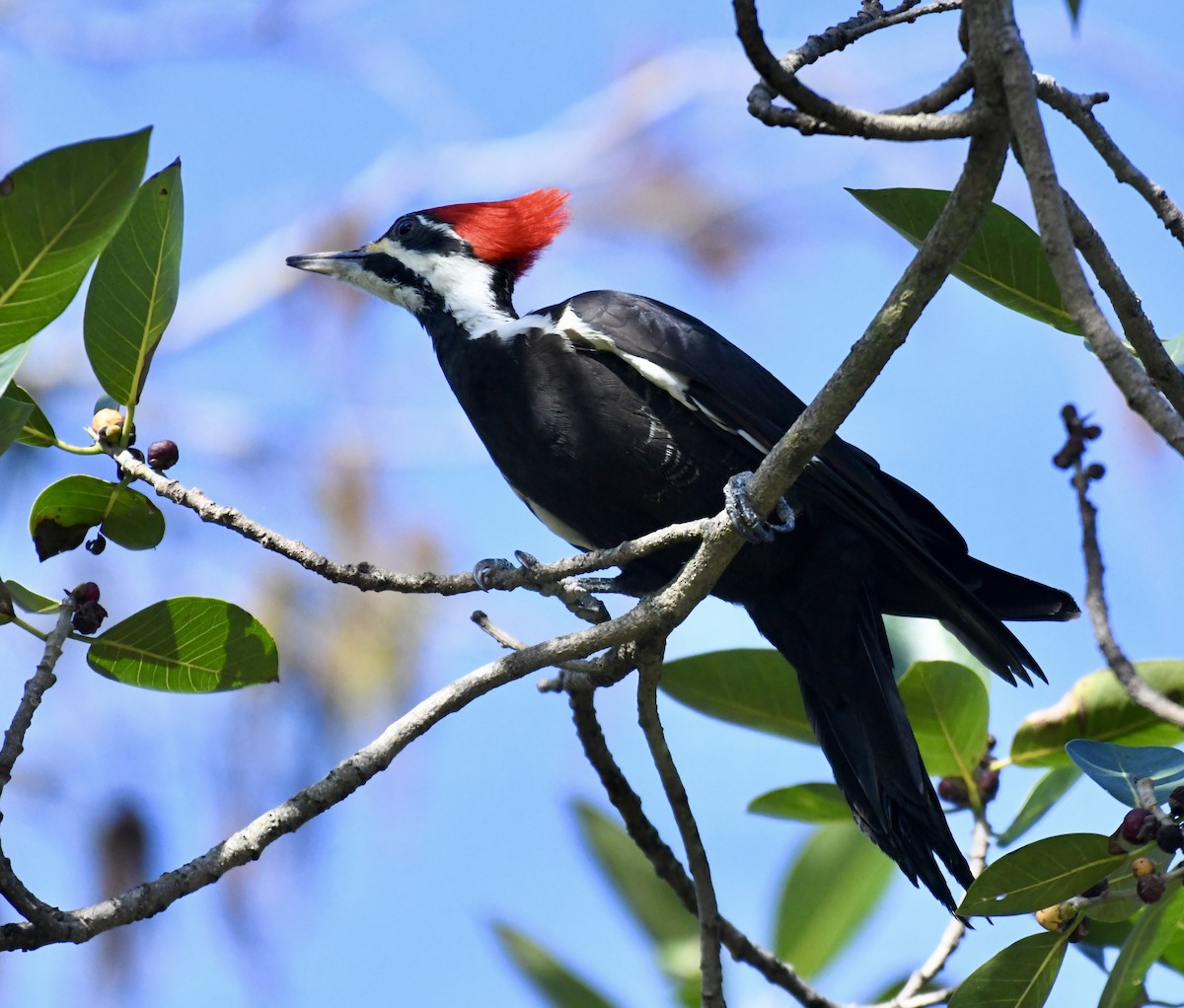 Pileated Woodpecker - ML611933798