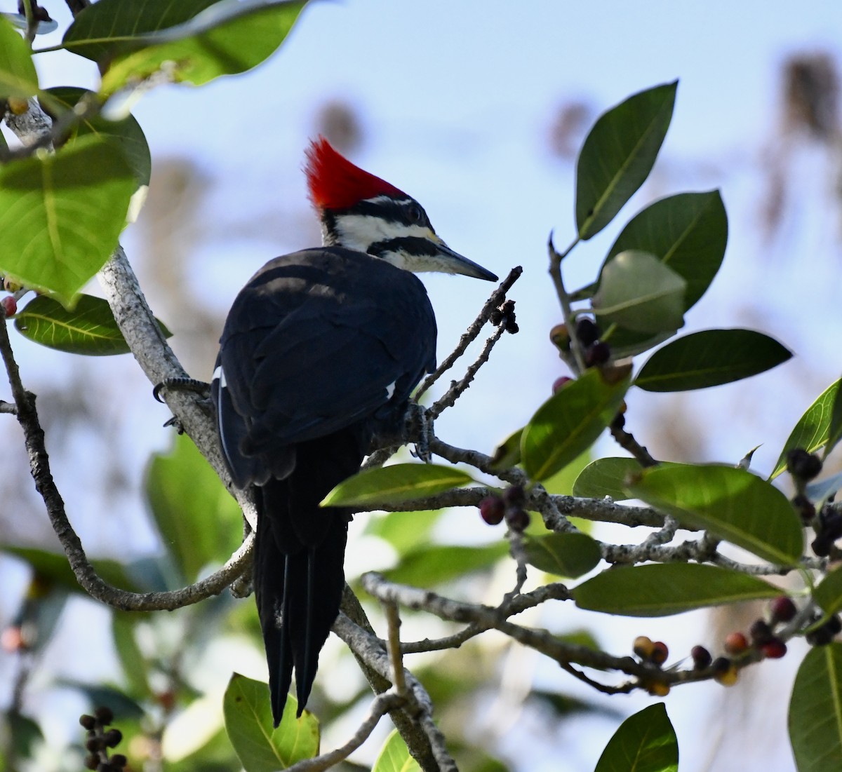 Pileated Woodpecker - ML611933799