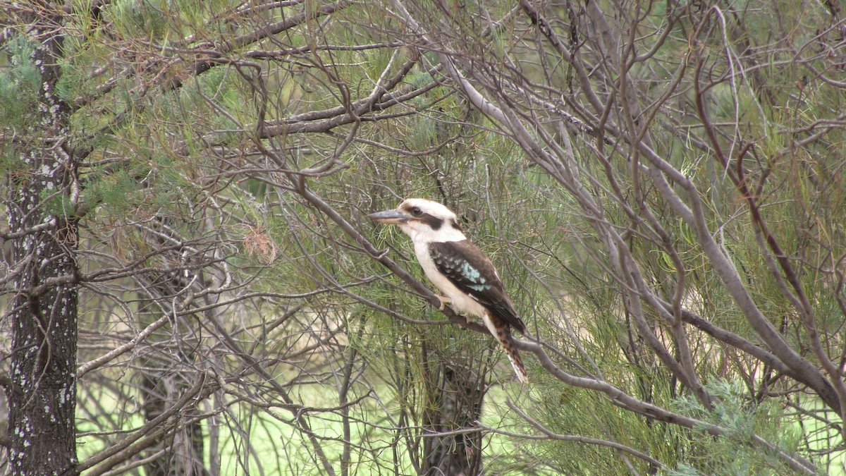 Laughing Kookaburra - ML611933875