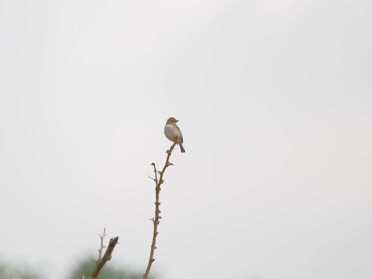 Tiny Cisticola - ML611933918