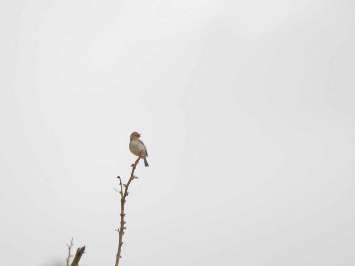 Tiny Cisticola - ML611933919