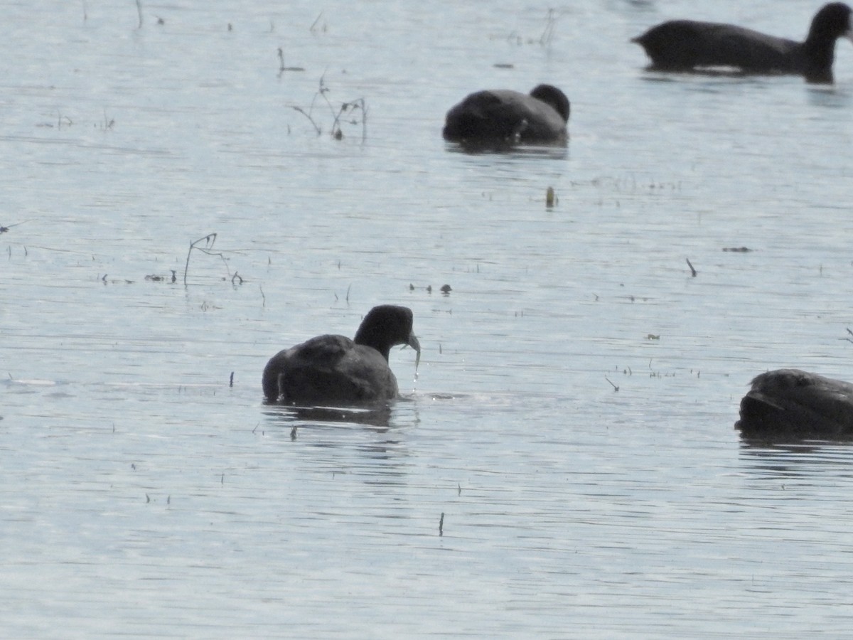 Red-knobbed Coot - ML611933968