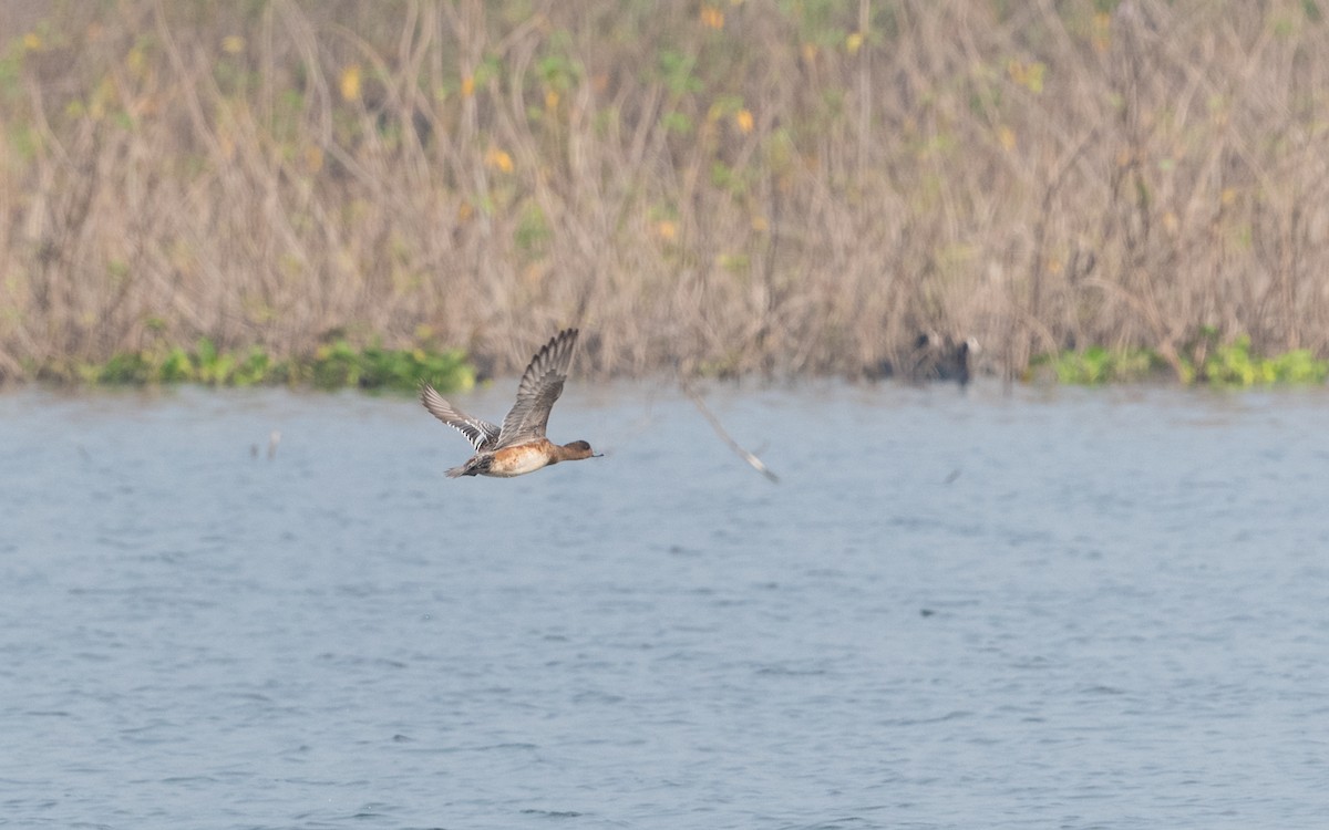 Eurasian Wigeon - ML611934017