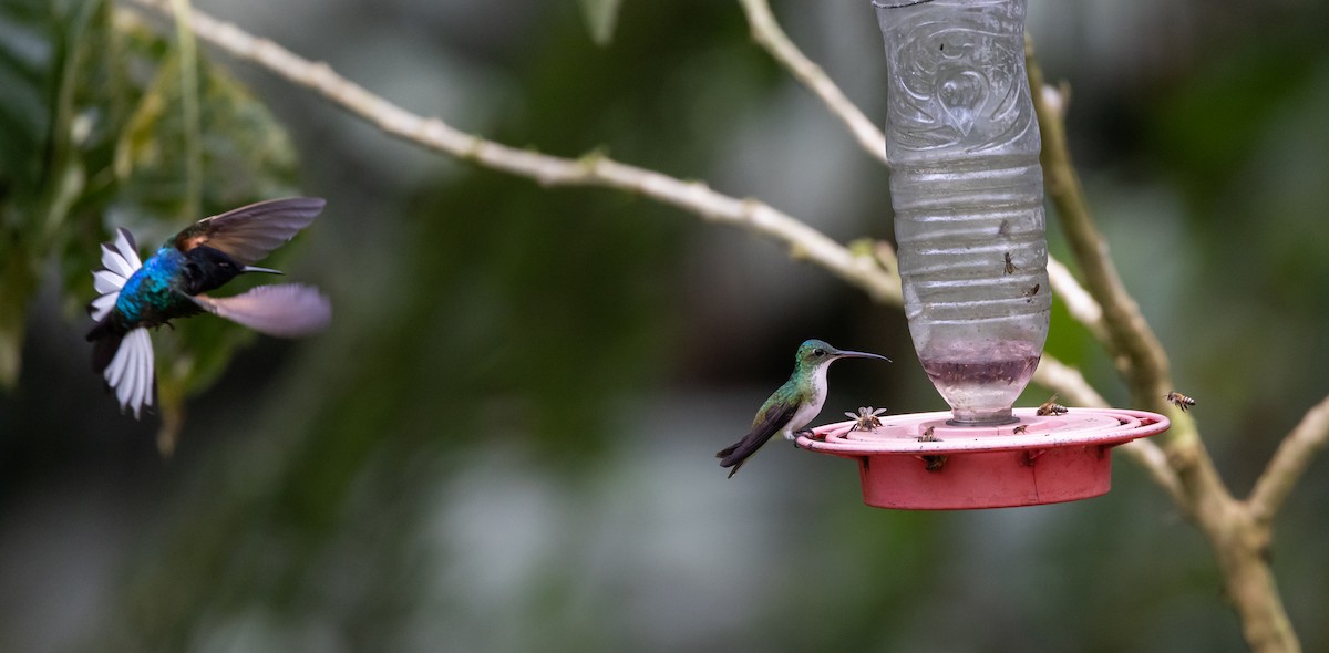 kolibřík andský - ML611934181