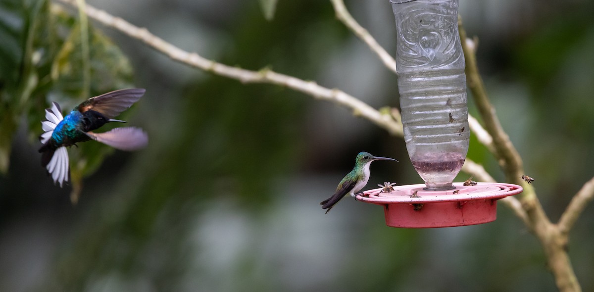 Andean Emerald - Jay McGowan