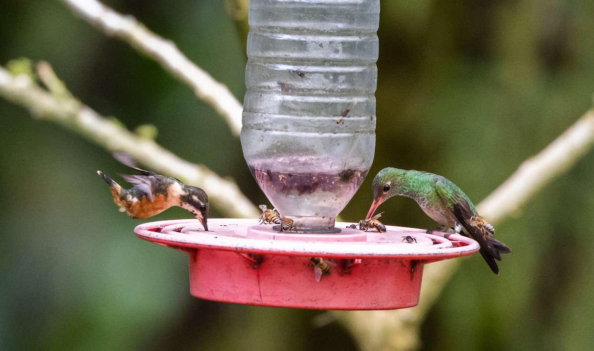 kolibřík andský - ML611934209
