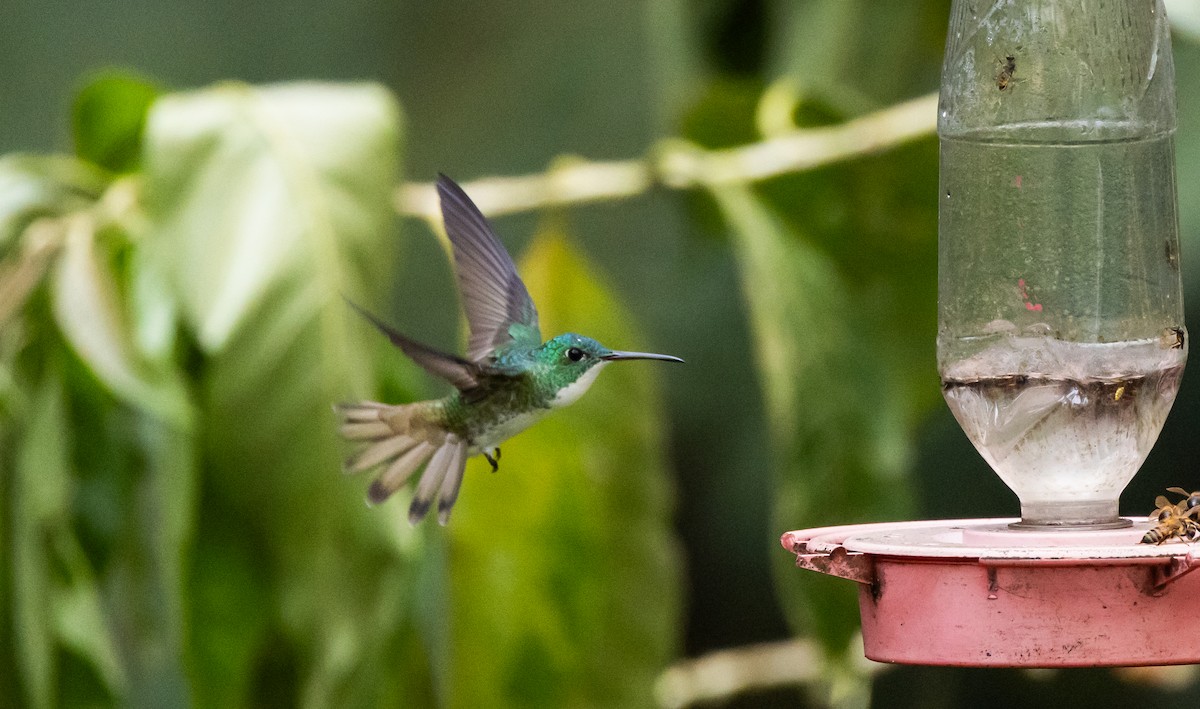 kolibřík andský - ML611934211