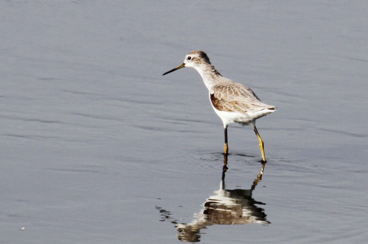 Marsh Sandpiper - ML611934232