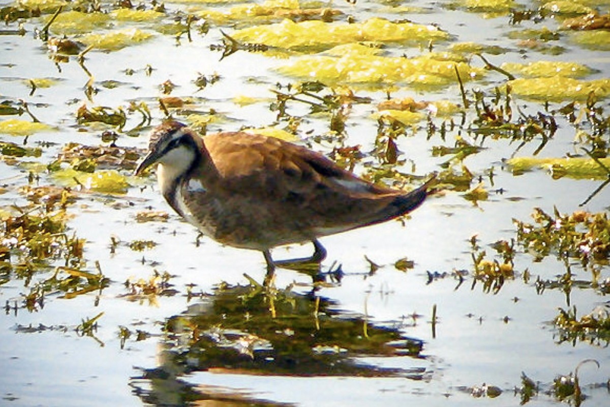 Pheasant-tailed Jacana - ML611934397