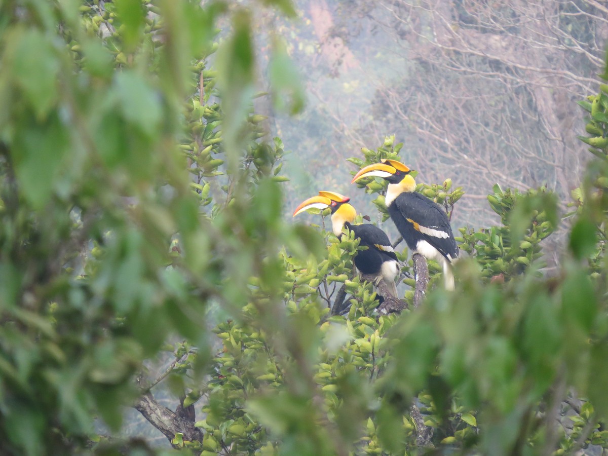 Great Hornbill - ML611934485
