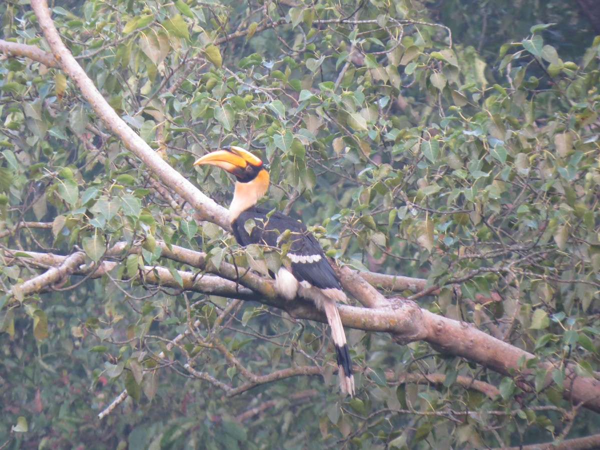 Great Hornbill - ML611934486