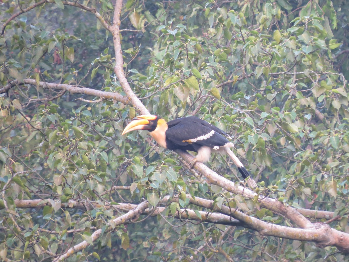 Great Hornbill - ML611934487