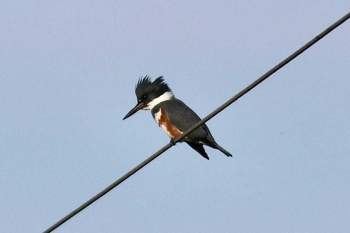 Belted Kingfisher - Ronald Newhouse