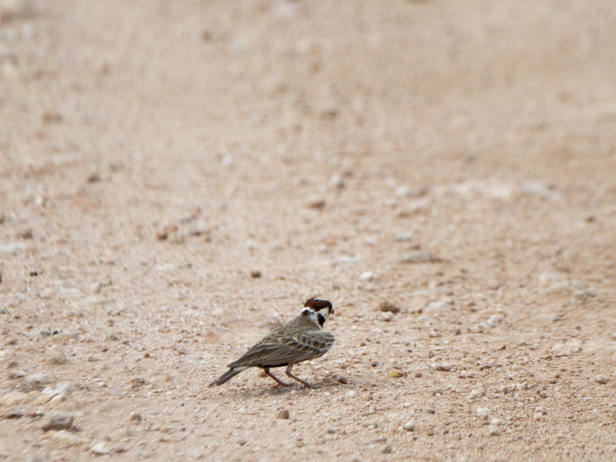Chestnut-headed Sparrow-Lark - Alan Van Norman