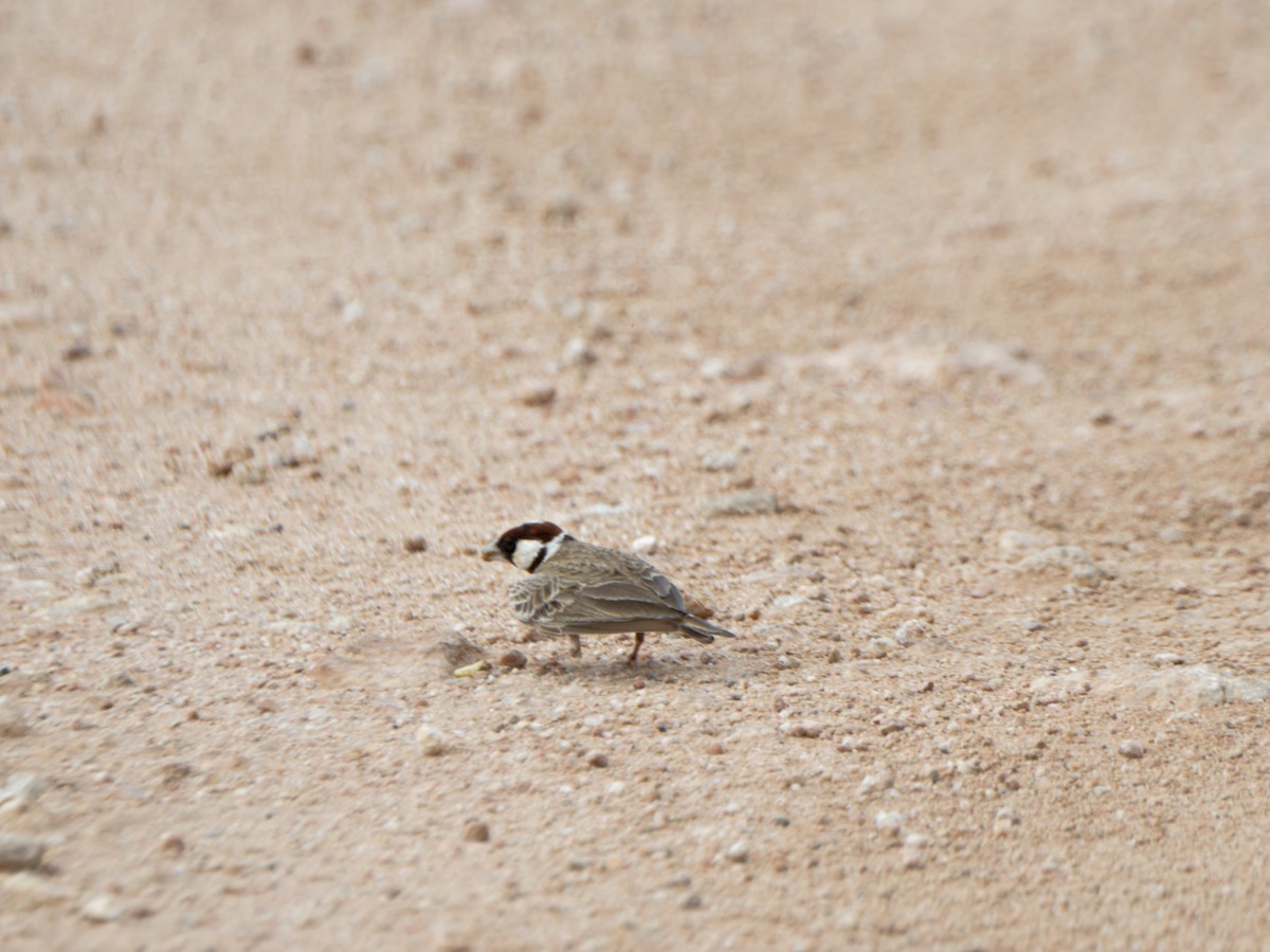 Chestnut-headed Sparrow-Lark - Alan Van Norman