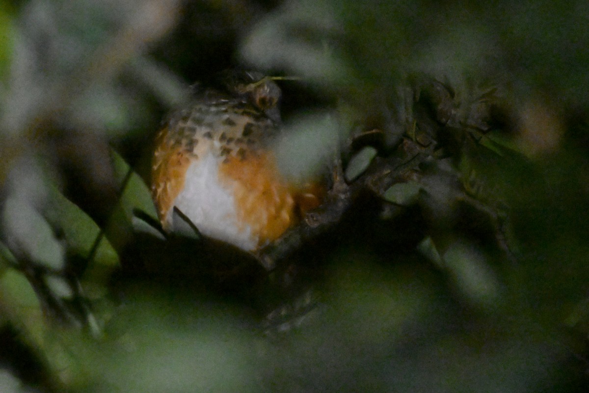 Gray-backed Thrush - ML611934690