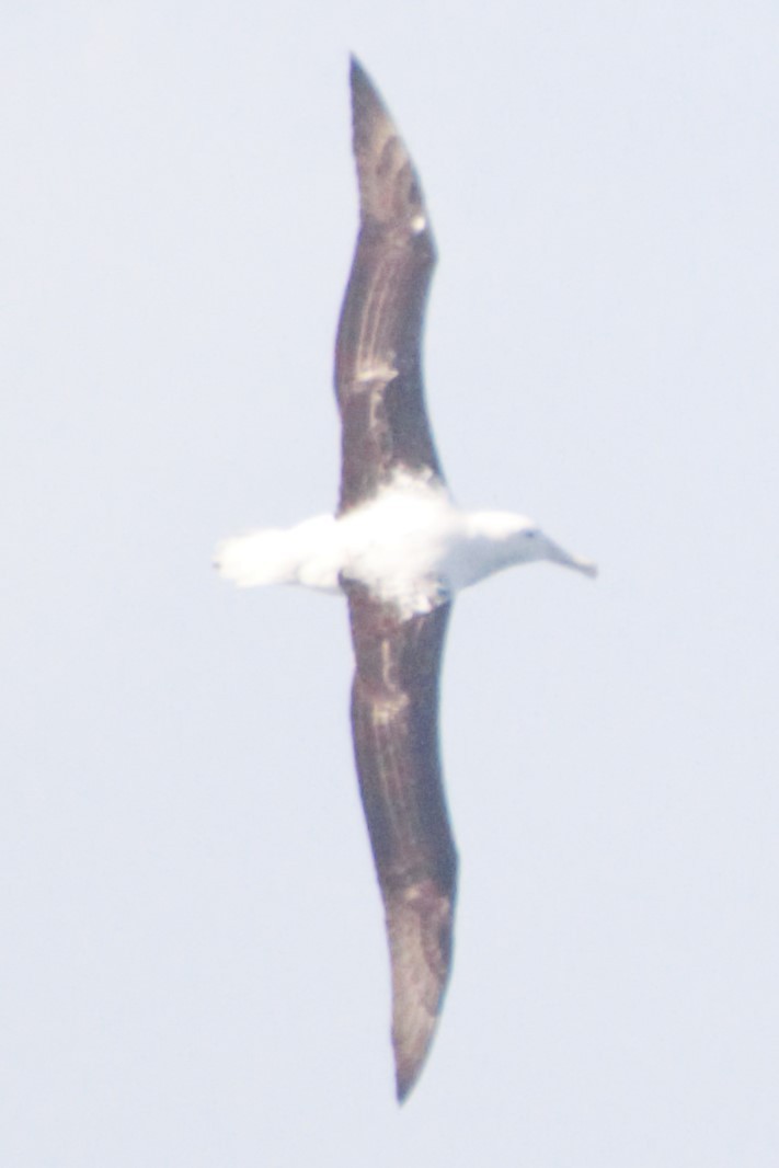 albatross sp. - ML611934699
