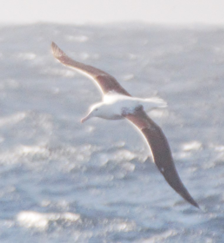 albatross sp. - ML611934700