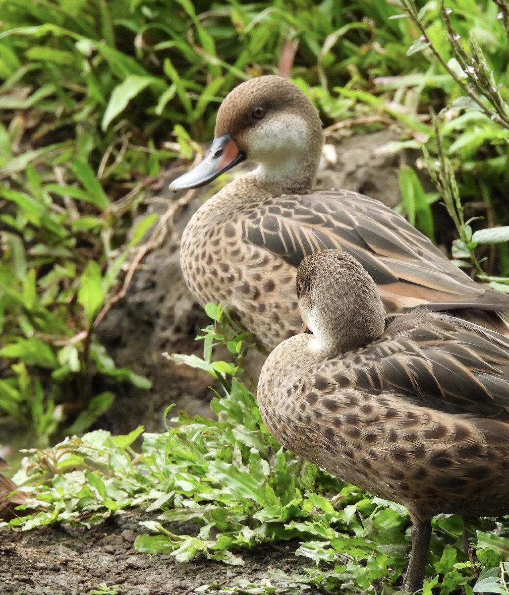 White-cheeked Pintail - ML611934714