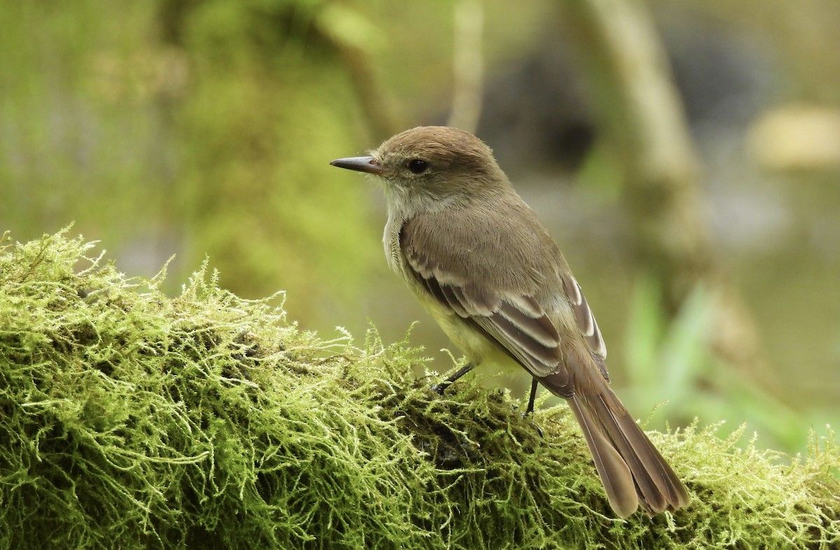 Galapagos Flycatcher - ML611934752