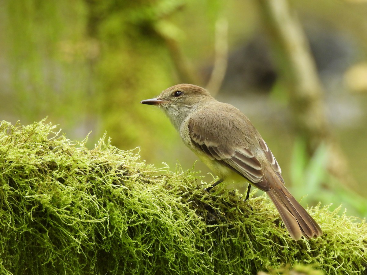 Galapagos Flycatcher - ML611934753