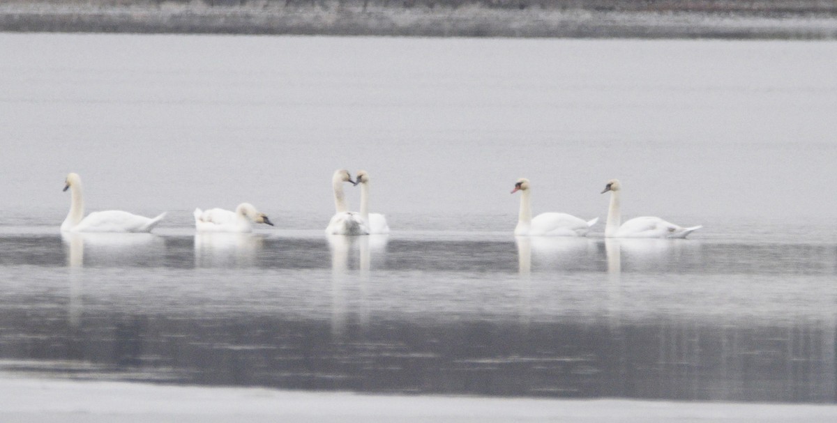 Mute Swan - ML611934772