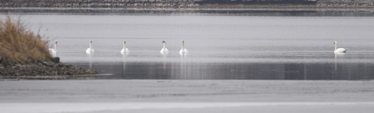 Mute Swan - ML611934773