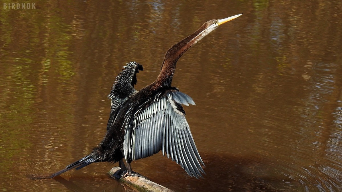 Anhinga Asiática - ML611934906