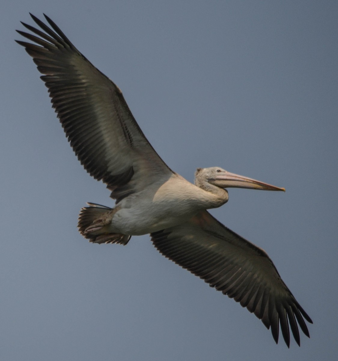 Spot-billed Pelican - ML61193491