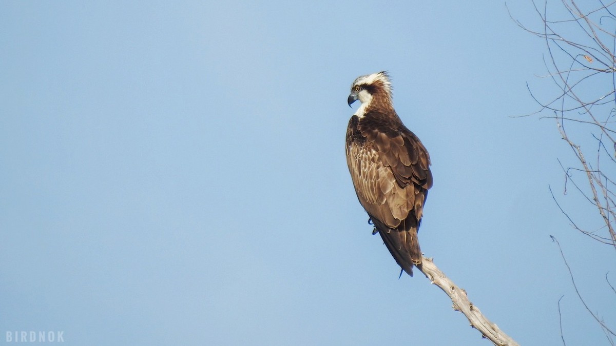 Balbuzard pêcheur - ML611934913