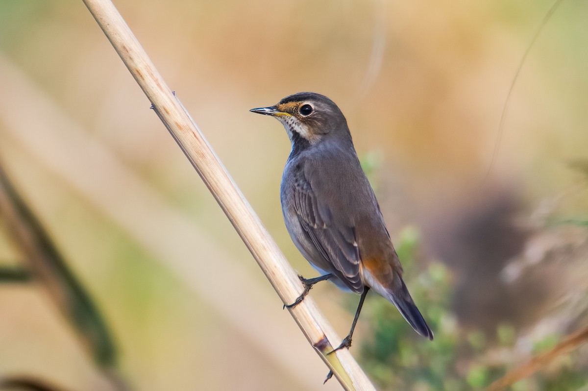 Bluethroat - Çağan Abbasoğlu