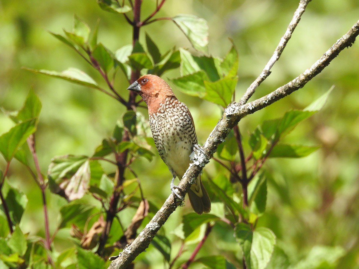 Scaly-breasted Munia - ML611934980