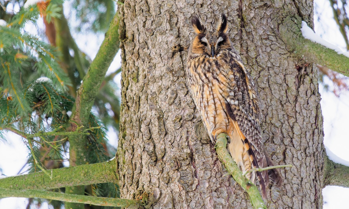Long-eared Owl - ML611934990