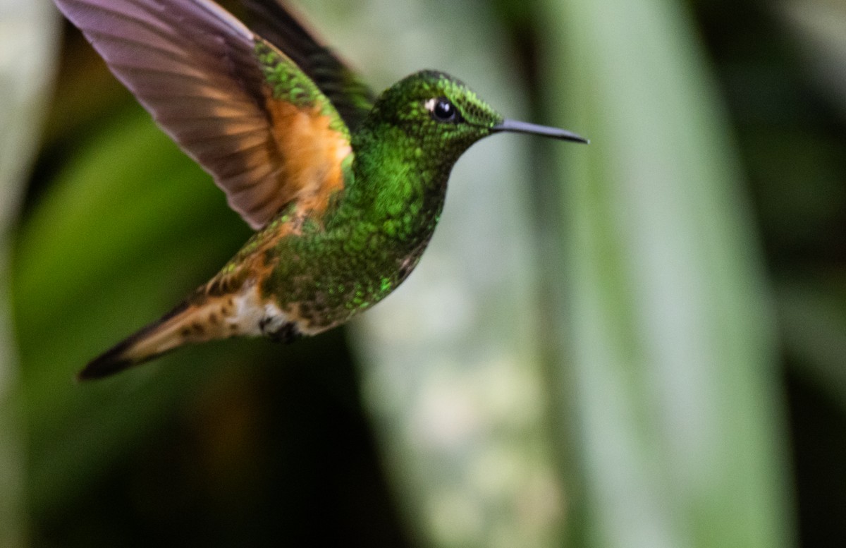 Buff-tailed Coronet - ML611935129