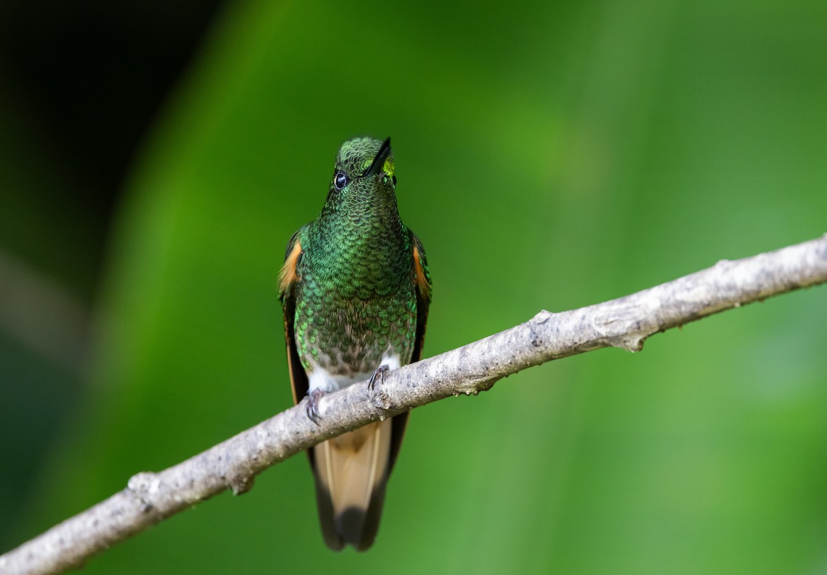 Buff-tailed Coronet - ML611935185