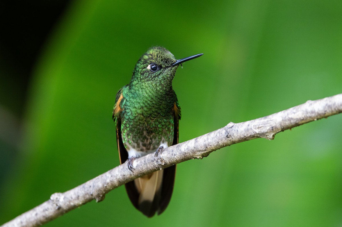 Buff-tailed Coronet - ML611935191