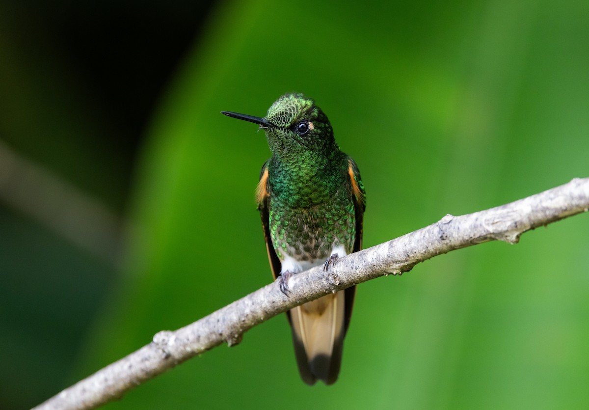 Buff-tailed Coronet - ML611935192